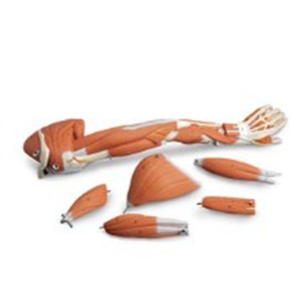 Dissectable Muscled Arm Model Anatomical Ea